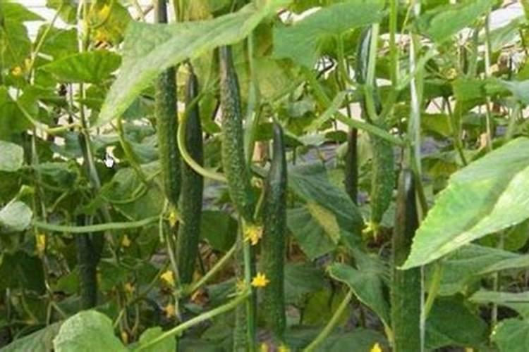 黄瓜出现苦味要怎样处理才不会苦啦