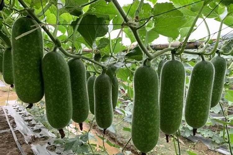 瓜果蔬菜叶面肥的正确使用方法(什么时候打叶面肥好)