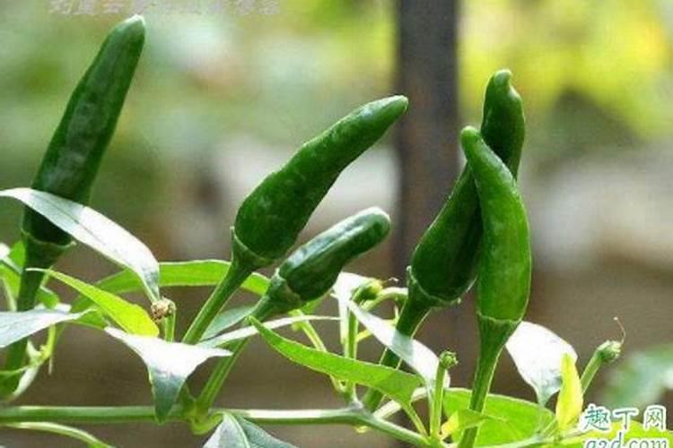 氮肥过高怎么办