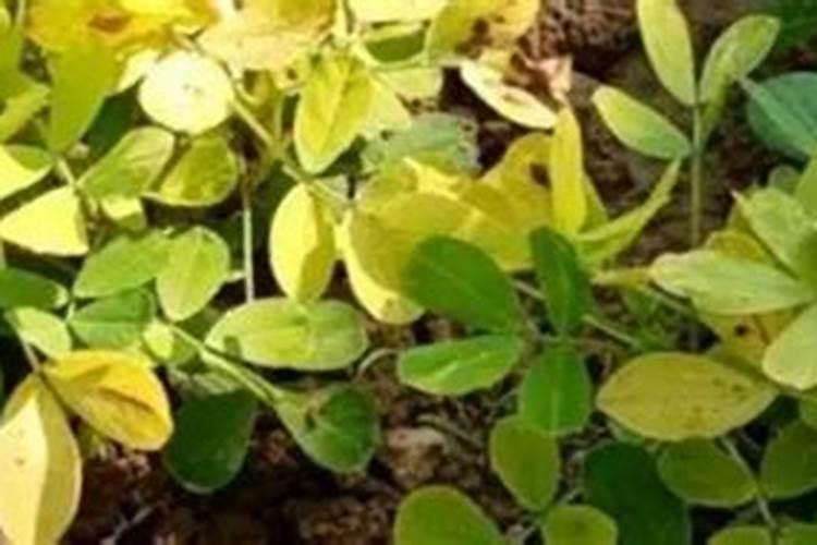 花生茬种植小麦有哪些需要特别注意