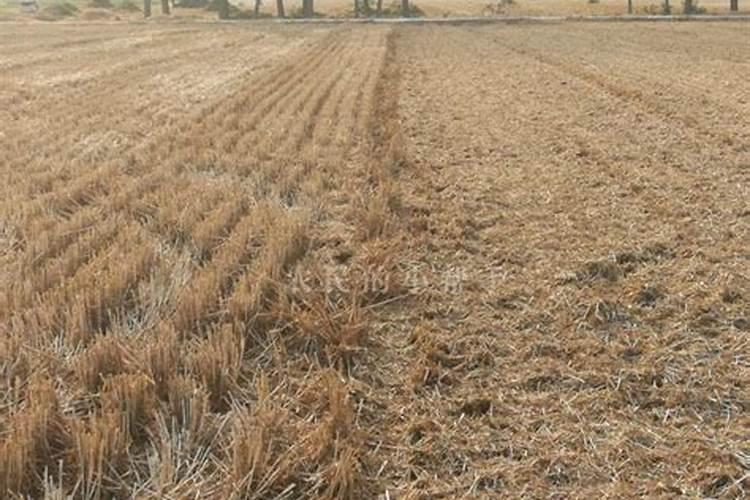 同一块地,收完花生,种小麦用什么肥料好