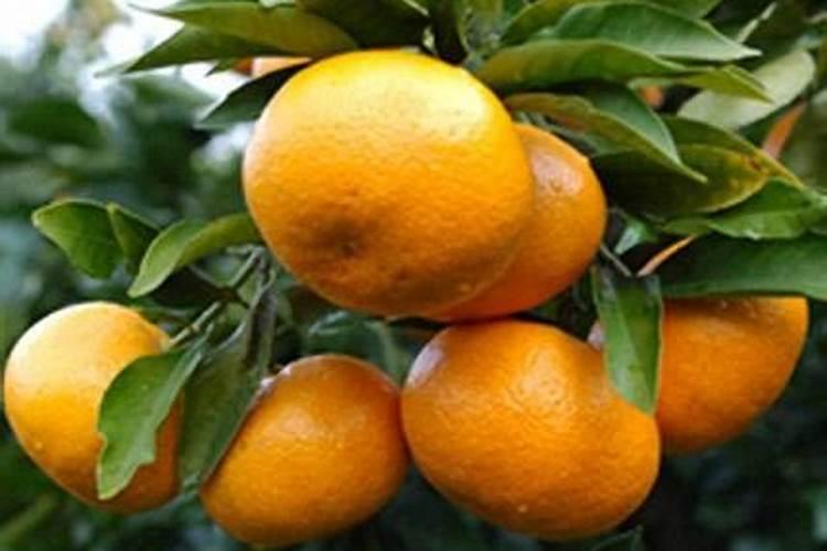 让桃子膨大、增甜、着色的方法有哪些？