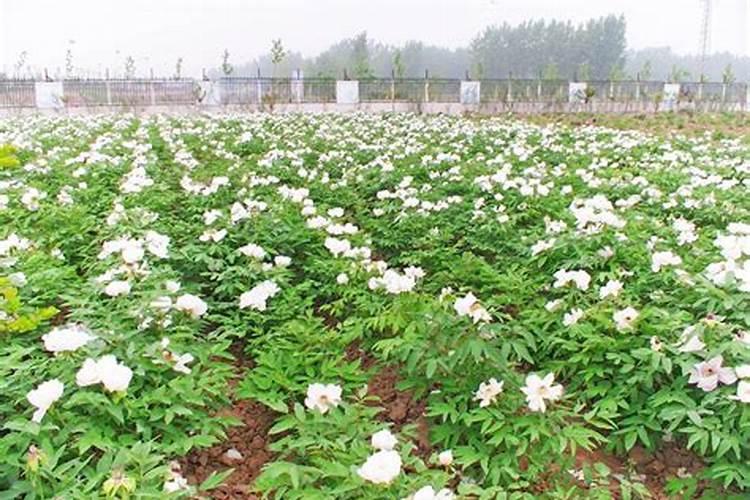 怎么能让豆角多结荚？豆角花期用什么肥好？