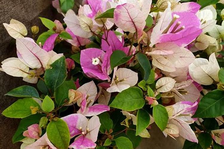 磷肥有哪些种类与用途