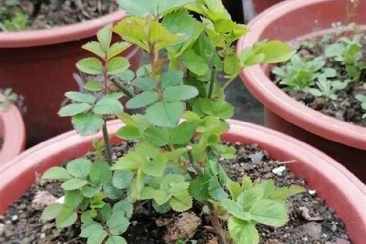 最新干货:月季盆栽受旱与浇水过多的急救方法!