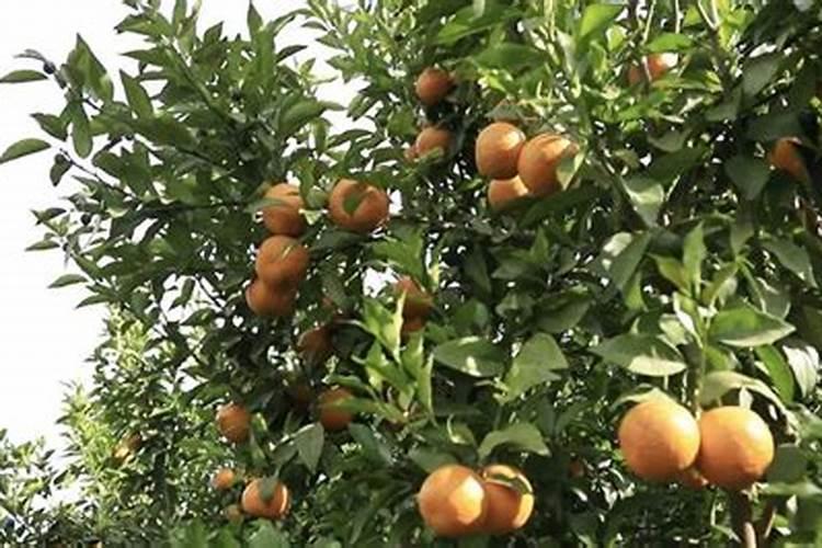 果树沃柑什么时间施肥好？怎样让果实快速转色？沃柑膨果着色肥料“调色师...