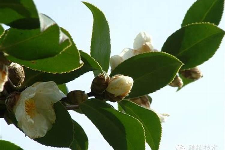 清明果下面垫的树叶叫什么