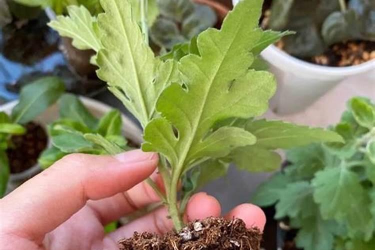 高磷水溶肥怎么使用？