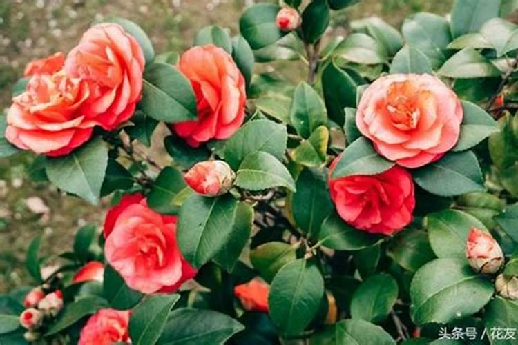 丝瓜与苦瓜嫁接技术