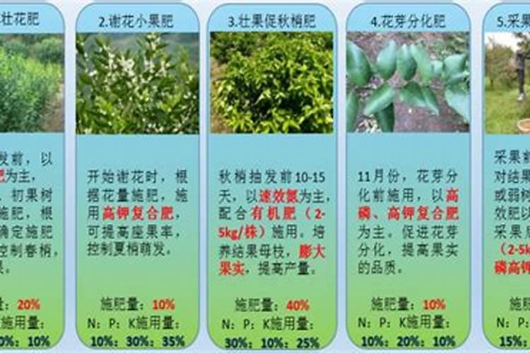 柑橘树施什么复合肥好呢？一年要施多少次？(大树)