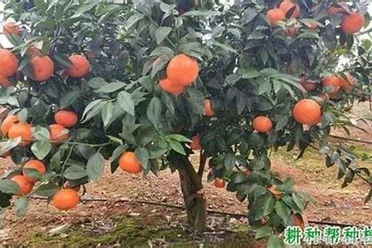 柑橘膨果需要补充哪些元素？用什么肥料效果好？