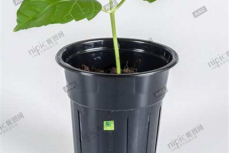 中药材半夏用什么肥料比较好？半夏生根膨大用什么肥？半夏专用肥料用昆仑...