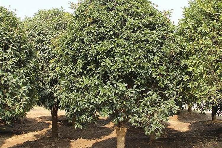 南瓜施什么肥最好