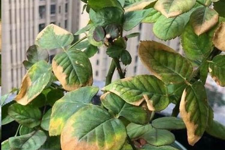 月季肥害图片(肥伤症状及处理方法)