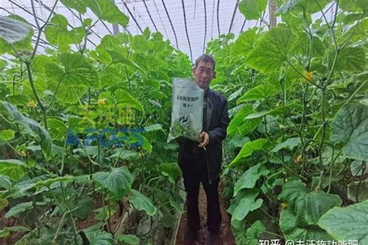 黄瓜挂果期追施用的肥料？黄瓜结果期施什么肥料好？