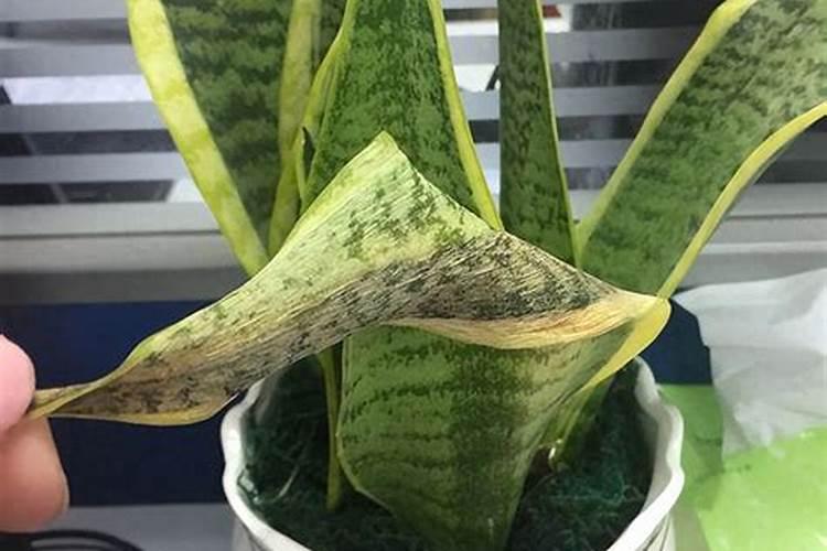 矮壮素与芸苔素内酯在韭菜上可以混施吗？如不能,有什么药可以做到让韭...