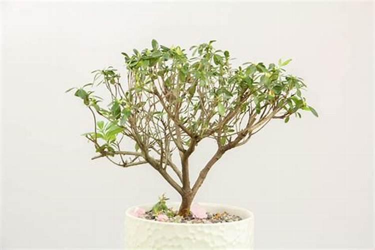 一亩地玉米究竟要施多少化肥