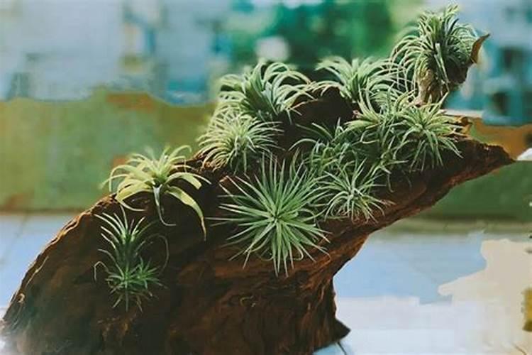 空气凤梨的施肥