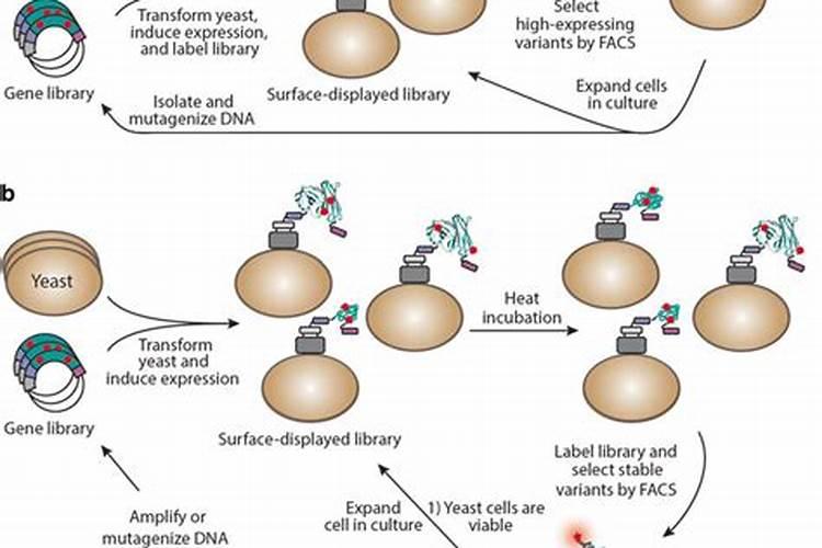 鱼蛋白自制配方比例