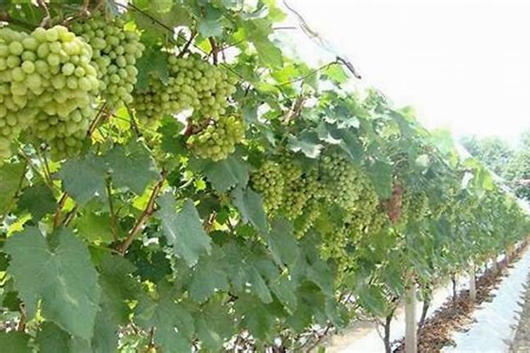 含量三个十五的硫酸钾复合肥含硫11%是什么意思