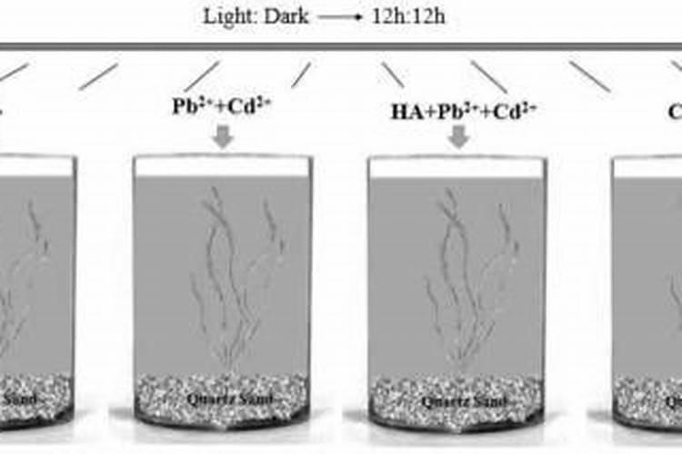草莓需要氮磷钾肥有什 么作用？