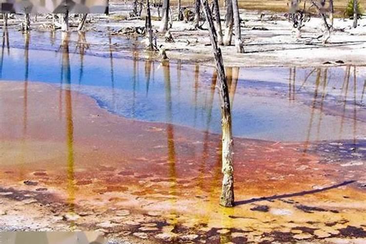 如何处置鱼塘红色浮膜