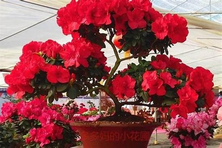 开花前用什么肥 怎么让杜鹃花开花