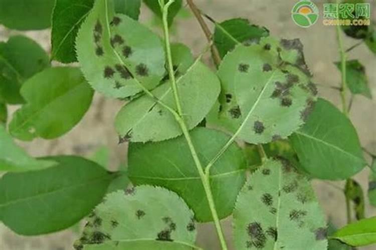 梨树叶子发黄是什么原因？