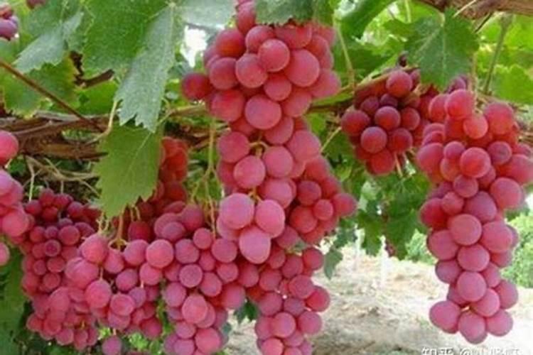 芸苔素内酯哪家好？主要作用是什么？