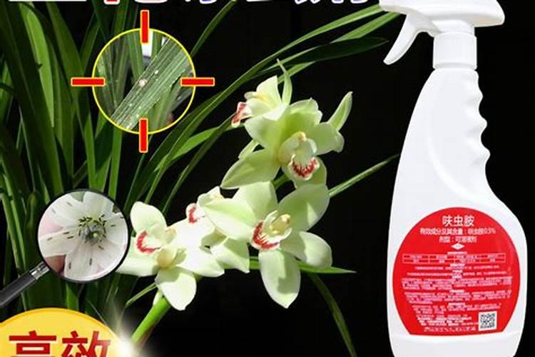 怎样防治兰花土招虫子？(简单办法)