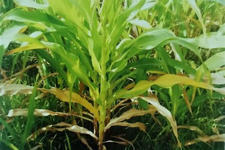 玉米中后期不追尿素可以喷液体氮肥代替吗