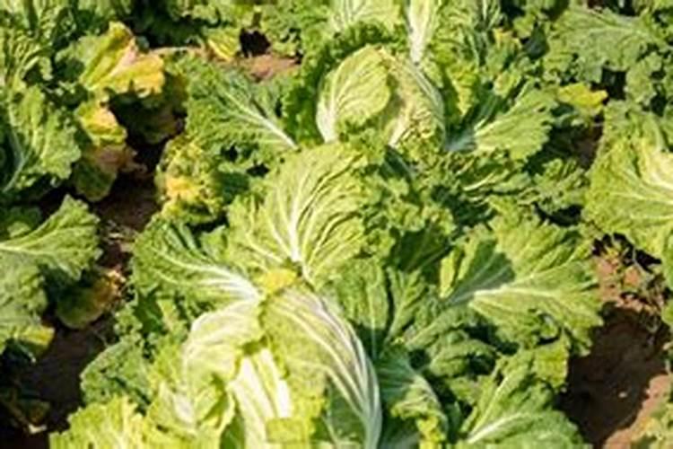 大白菜为什么烂根 如何防治白菜烂根