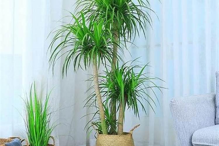 龙血树怎么养才能长得旺盛？