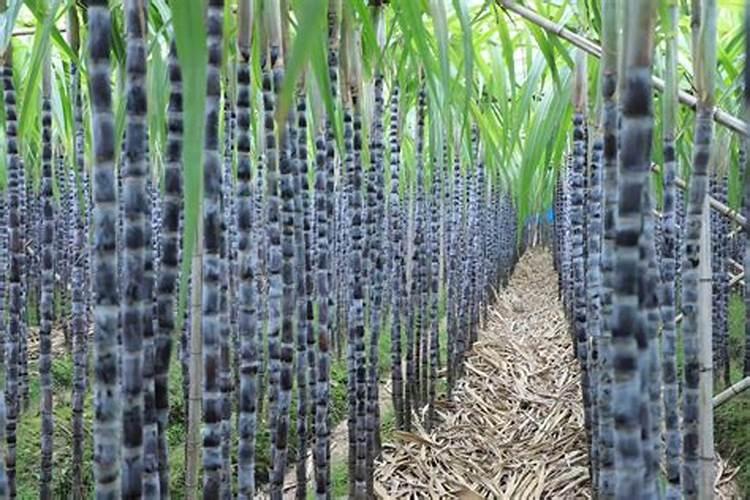 甘蔗用什么肥料比较甜 施肥要点有哪些