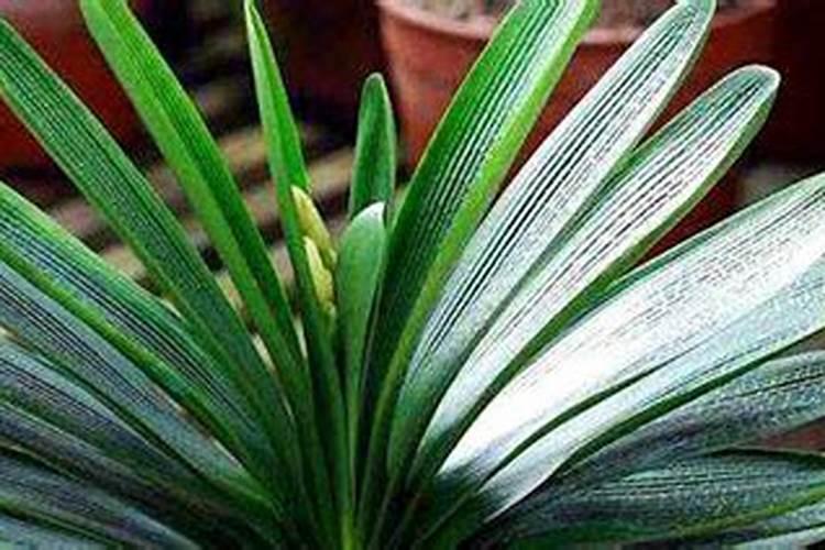 砂糖橘种植技术 手把手教你正确方法