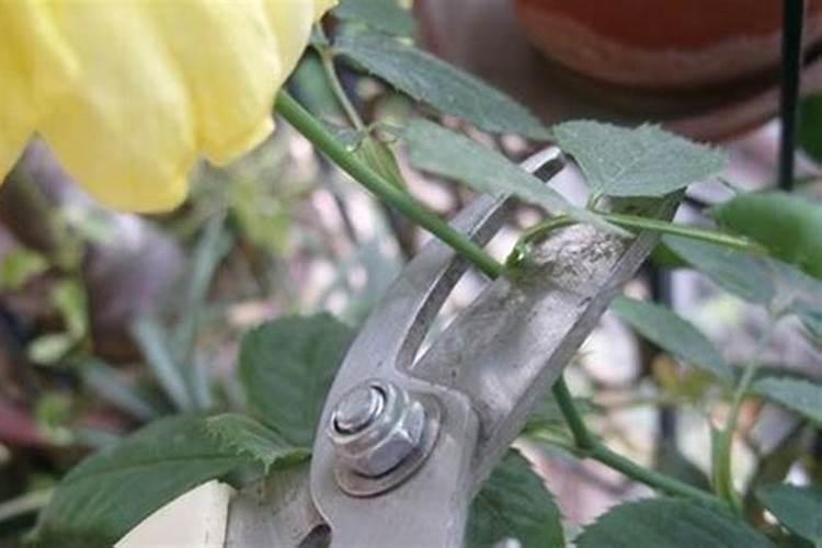 橡皮树怎么分叉枝