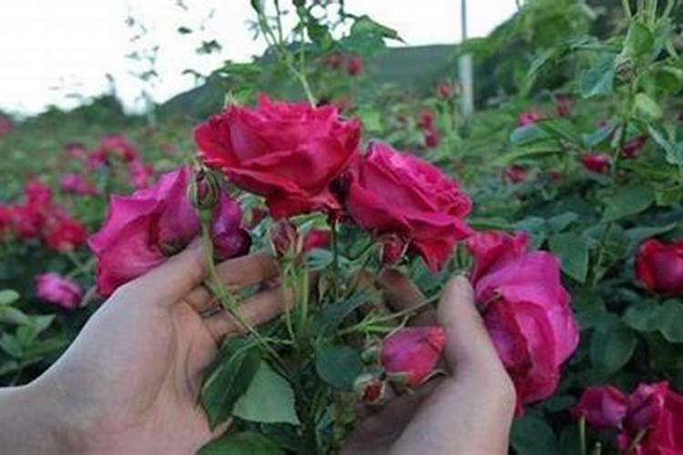 怎样种植玫瑰花