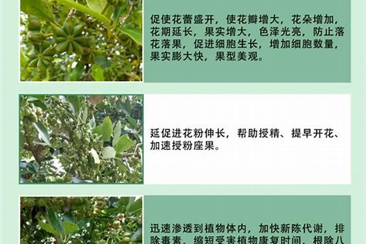 膨果最快最好的叶面肥