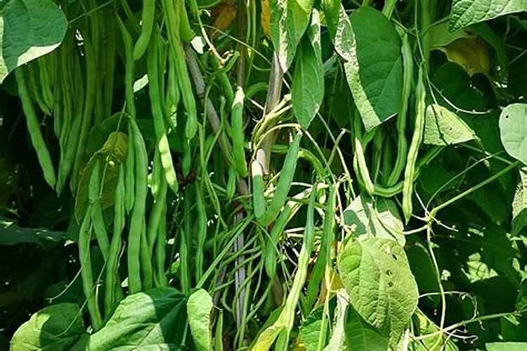 四季豆用什么肥料最好