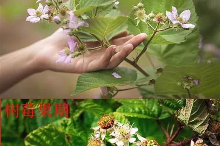 液体水溶肥料优缺点