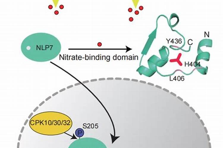 果树缺钙用什么肥料最适合(果树需补什么钙肥最好)