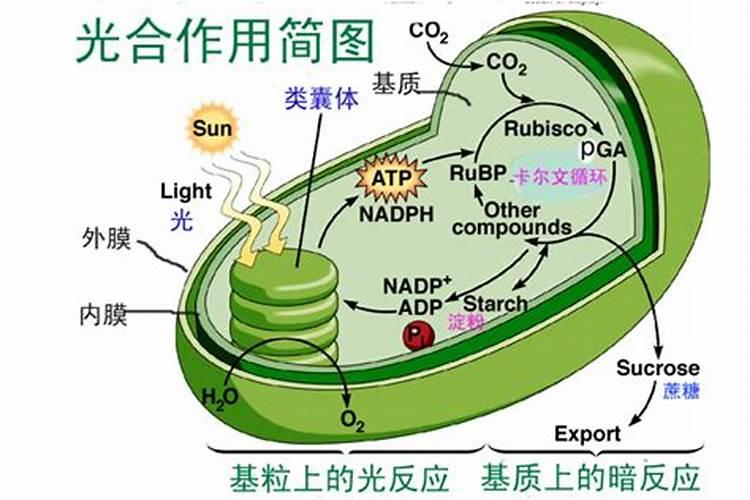 氮肥促进植物什么生长