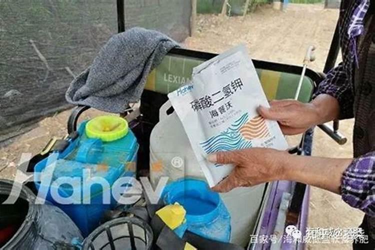 种植南瓜要想高产,这六个妙招需学会!