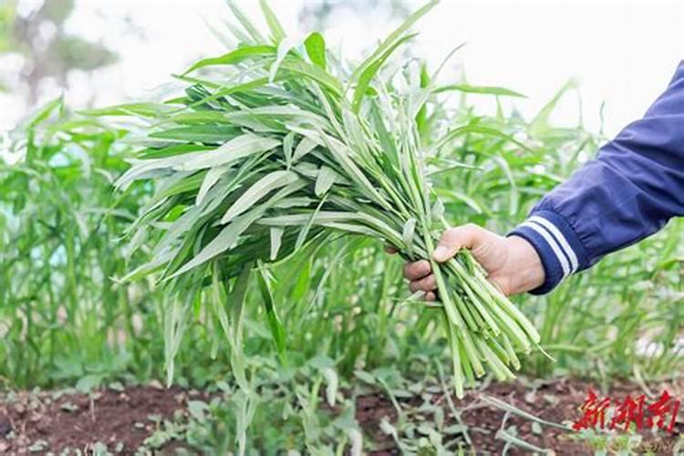 空心菜在哪些方面容易出现超标情况