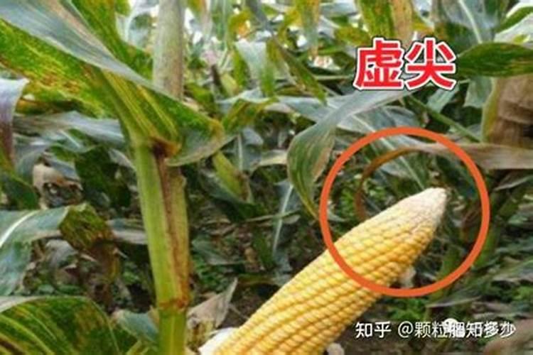 什么是朱砂根？