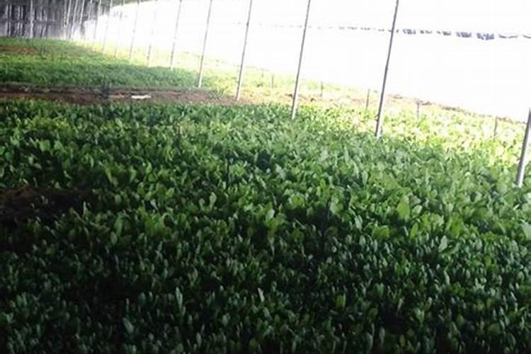 不用农药化肥除草剂的情况下该怎么去种植生态水稻呢？