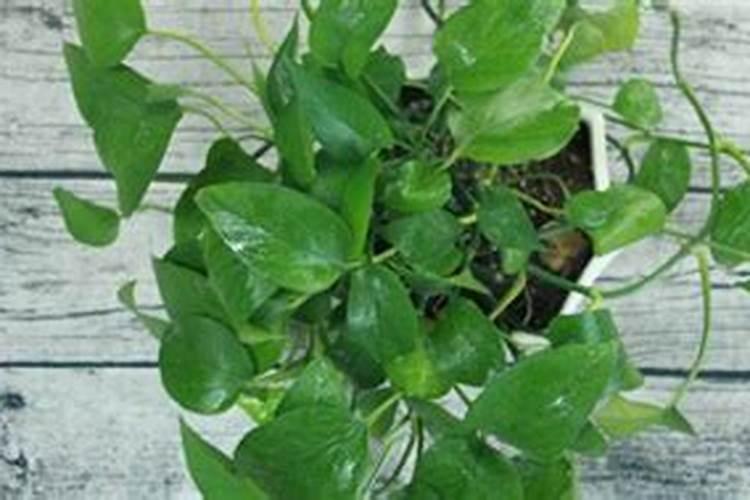 绿萝花水养怎样施肥 绿萝花水养怎样施肥