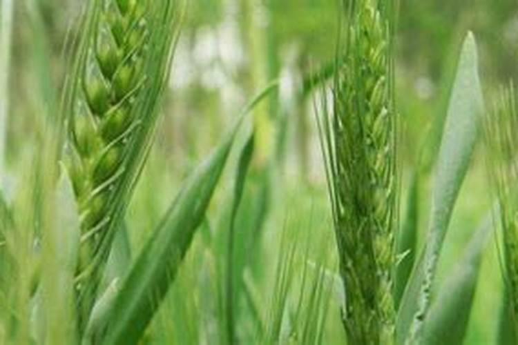 农富天下水溶肥价格