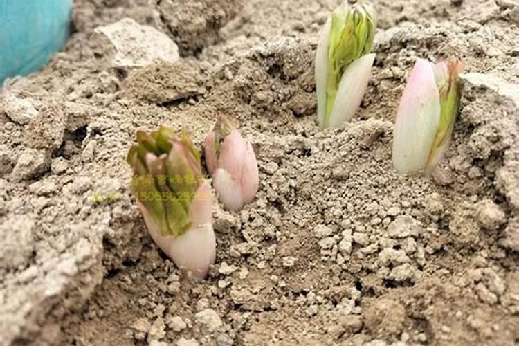 水果腐烂后为什么会有小飞虫