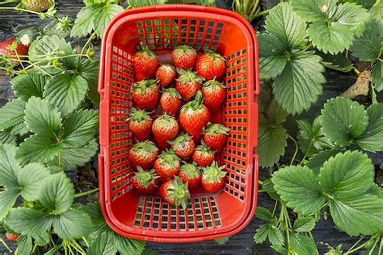 草莓不长用什么肥料